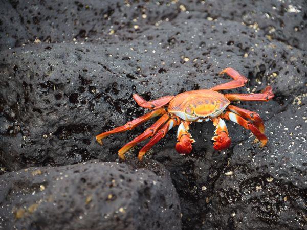 Galapagos Islands swimming holiday