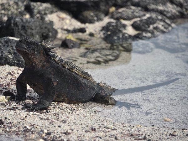Galapagos Islands swimming holiday