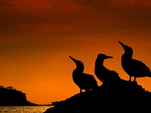 Galapagos Islands swimming holiday