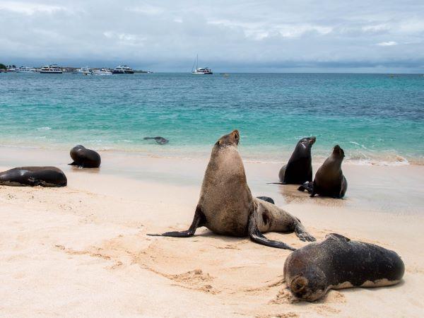 Galapagos Islands swimming holiday