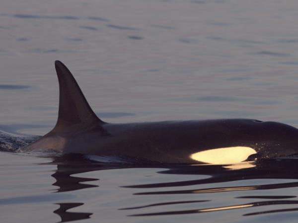 Whale watching sailing holiday, Norway