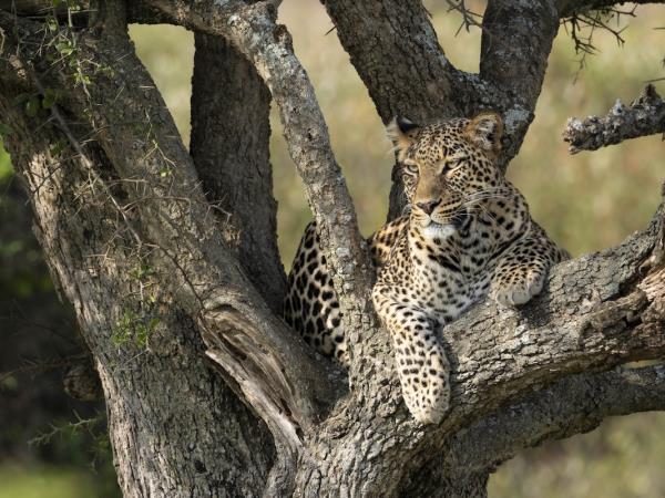 Maasai Mara wildlife photography holiday