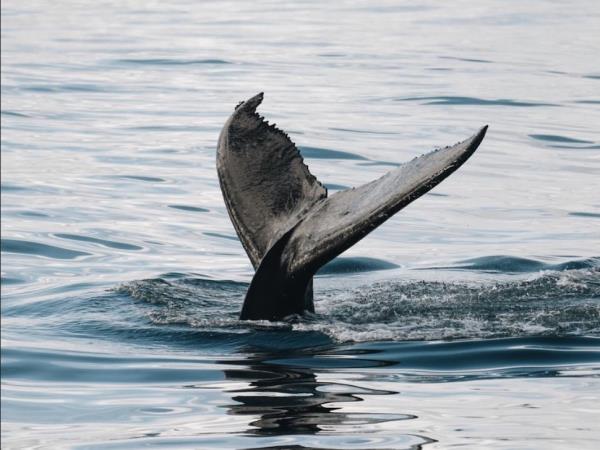 Whale and bird watching holiday, Norway