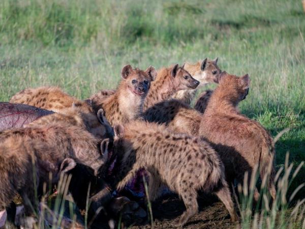 Kenya safari and beach family holiday