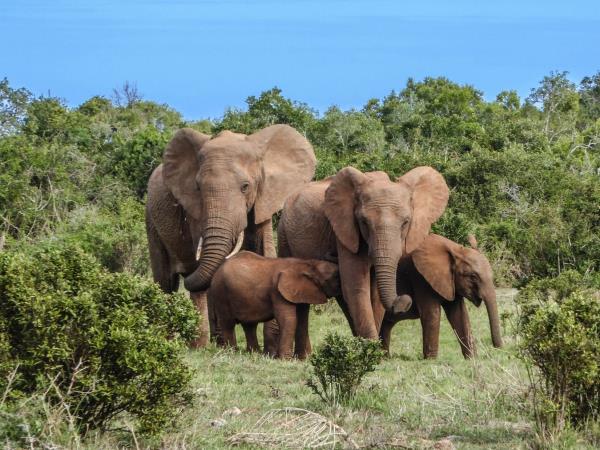 Kenya safari and beach family holiday