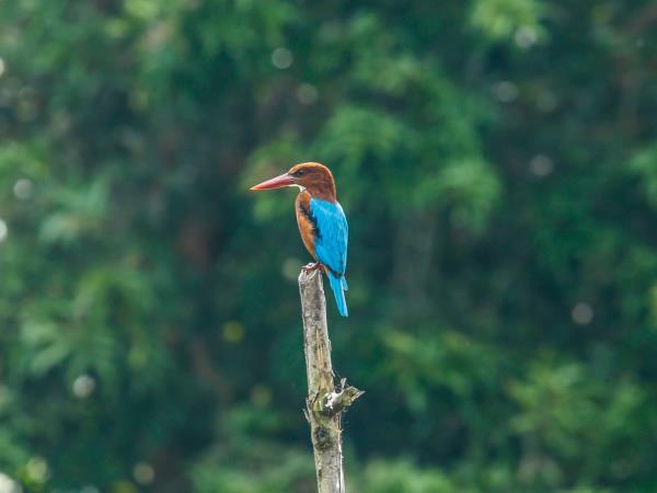 Sri Lanka birding tour