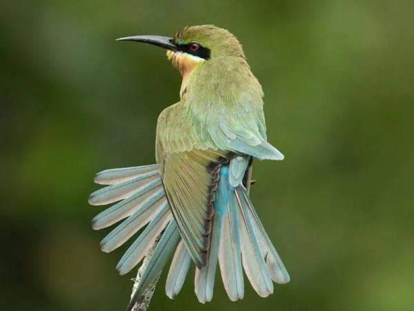 Sri Lanka birding tour