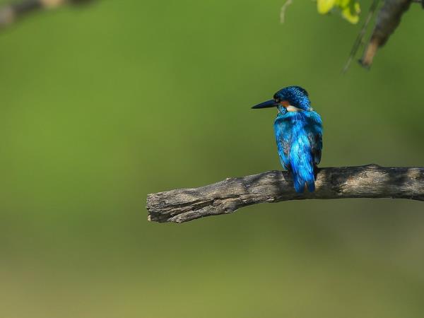 Sri Lanka birding tour