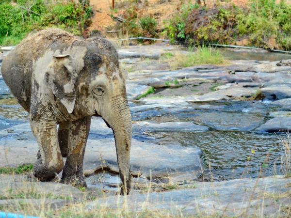 Ethical elephant holiday in Thailand with beach