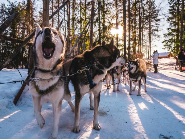 Finland husky safari holiday