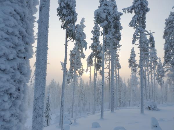Finland husky safari holiday