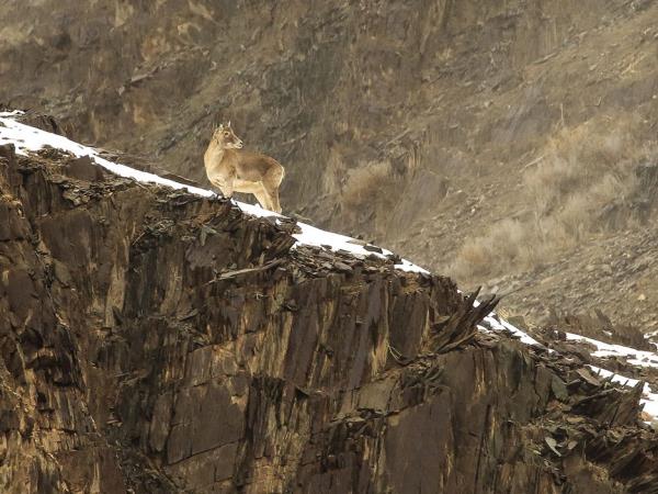 Ladakh snow leopard small group tour