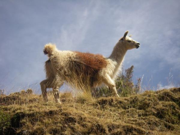 Peru slow travel holiday, beyond Macchu Pichu