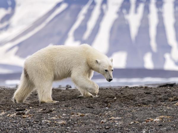 Luxury Spitsbergen small ship cruise