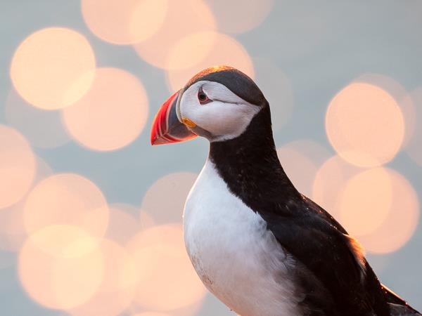 Iceland photography tour, puffins in the Arctic Circle