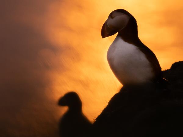 Iceland photography tour, puffins in the Arctic Circle
