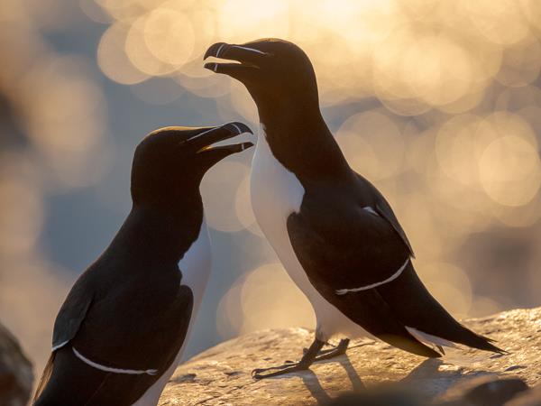 Iceland photography tour, puffins in the Arctic Circle