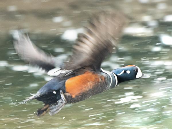 Iceland photography tour, puffins in the Arctic Circle