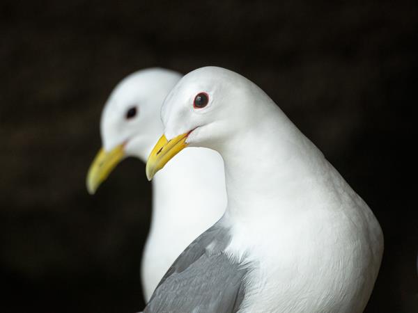 Iceland photography tour, puffins in the Arctic Circle
