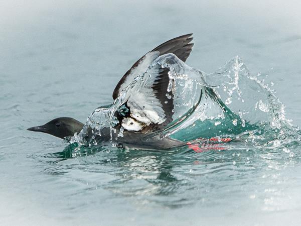 Iceland photography tour, puffins in the Arctic Circle
