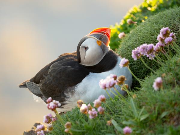 Iceland photography tour, puffins in the Arctic Circle