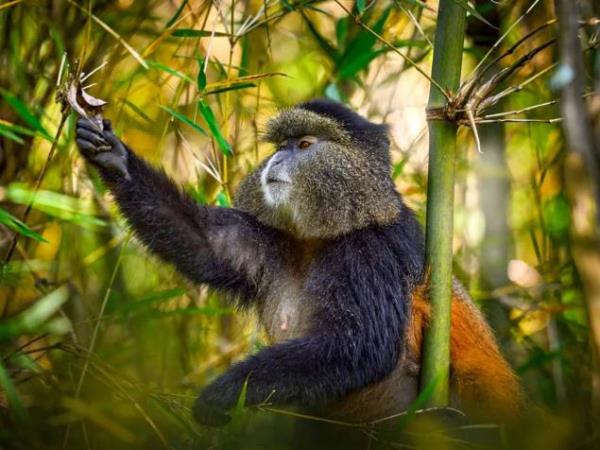 Rwanda primates & national parks adventure