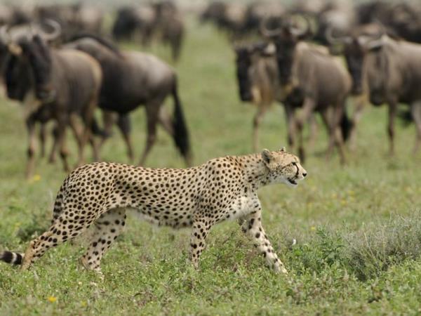 Great migration small group safari, Tanzania
