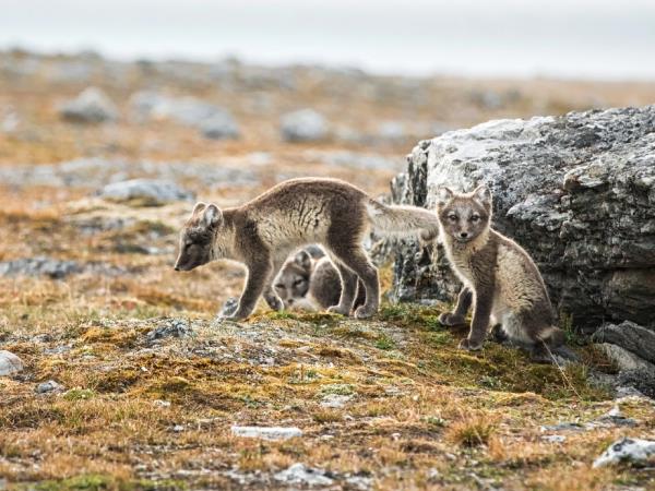 Norway and Spitsbergen luxury cruise,Tromso roundtrip