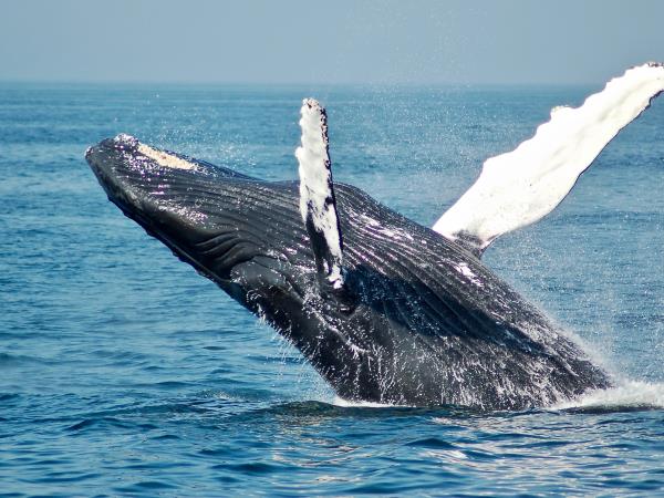 Watersports and whale watching holiday, South Africa