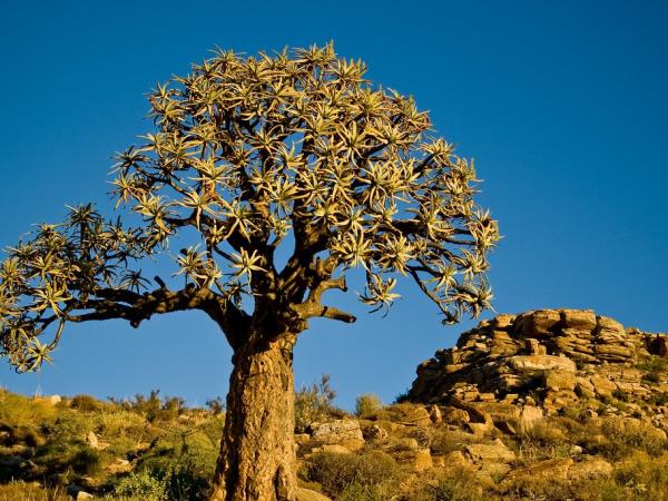 South Africa botanical holiday