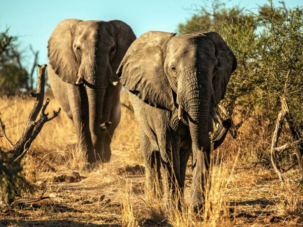 Botswana wheelchair accessible safari 