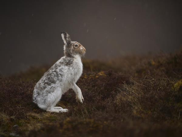 Scotland wildlife photography holiday