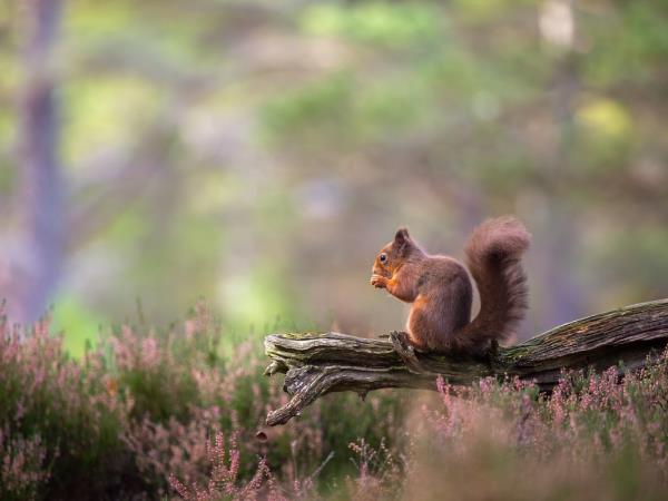 Scotland wildlife photography holiday
