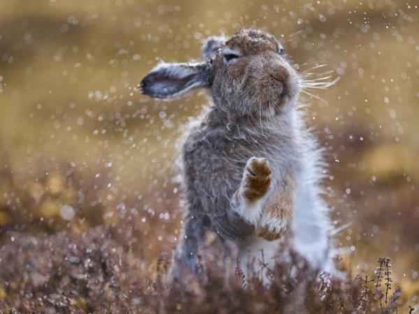 Scotland wildlife photography holiday