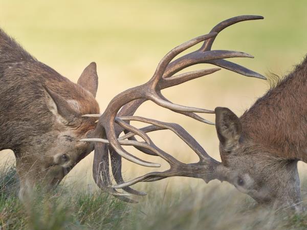 Scotland wildlife photography holiday