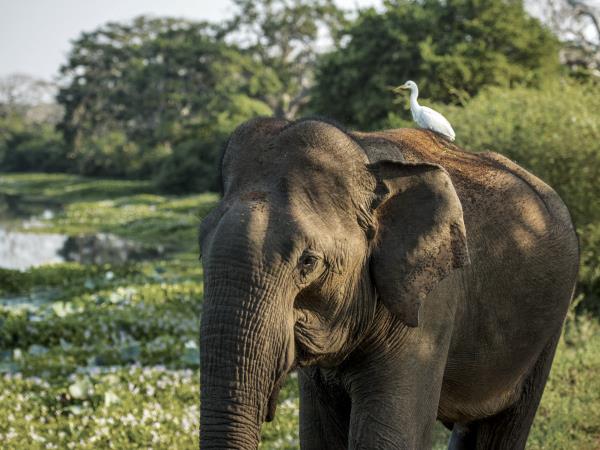 Sri Lanka South Coast tailor made tour