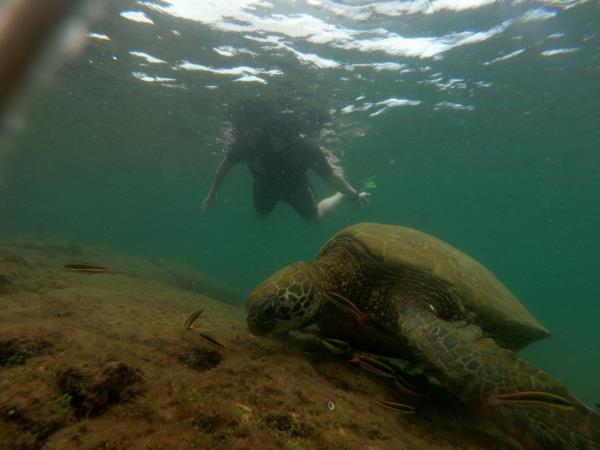 Galapagos volunteer and travel holiday, 3 weeks