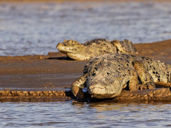 Northern Argentina wildlife holiday