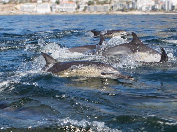 Watersports and whale watching holiday, South Africa