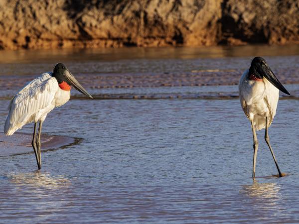 Northern Argentina wildlife holiday