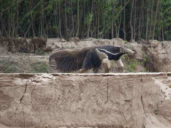 Northern Argentina wildlife holiday