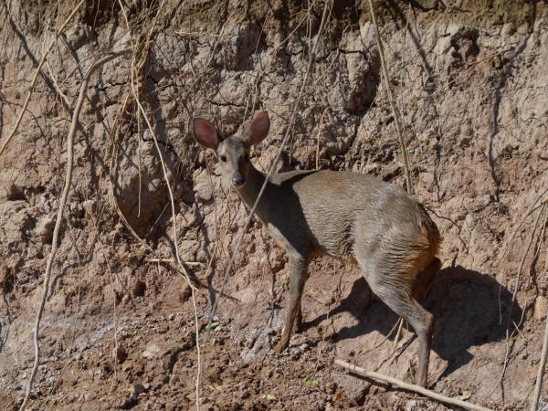Northern Argentina wildlife holiday