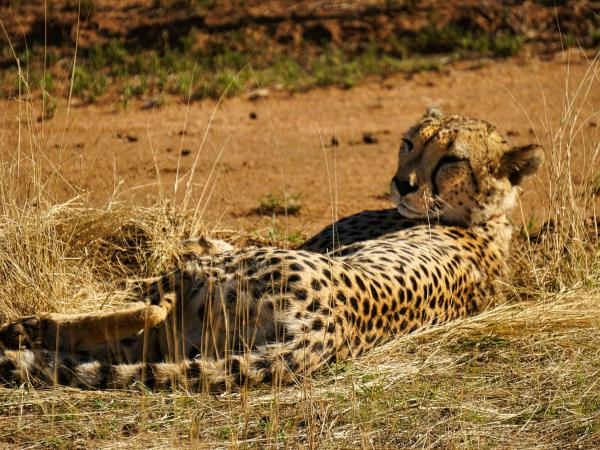 Namibia fly and drive safari