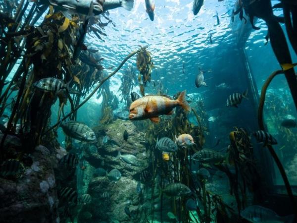 Snorkelling and diving holiday, South Africa