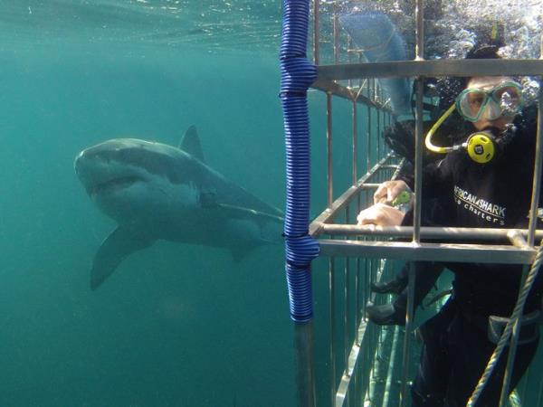 Snorkelling and diving holiday, South Africa
