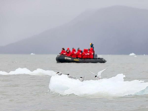 Greenland sailing cruise and northern lights