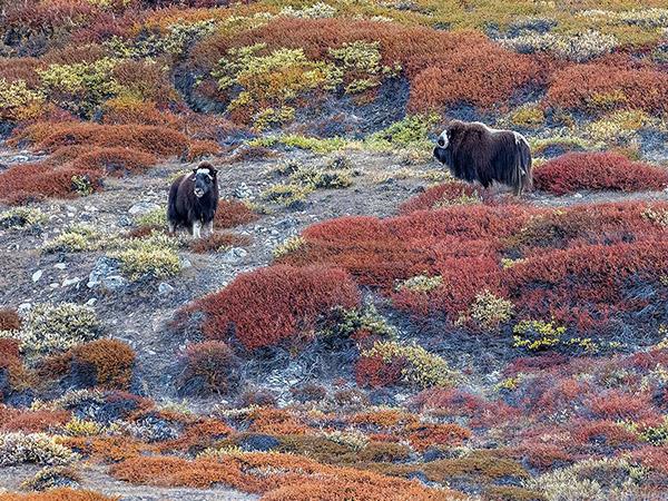 Greenland sailing cruise and northern lights