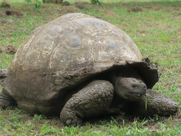 Galapagos volunteer and travel holiday, 3 weeks