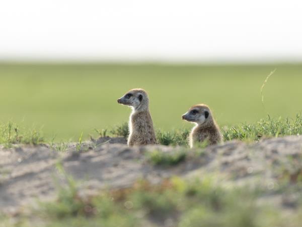 Botswana wildlife and cultural adventure holiday