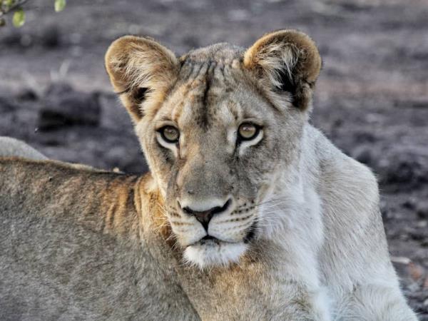 Chobe and Vic Falls adventure, Botswana